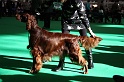 Crufts2011 091